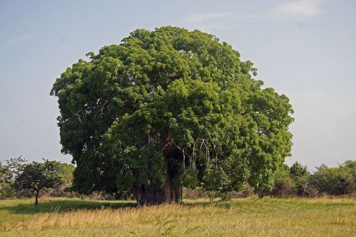 The Bagamoyo Baobab in full leaf